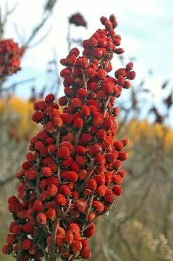 Smooth Sumac (Rhus Glabra) - 1 Gallon Pot -Wilson Bros Gardens Shop rhus glabra smooth sumac 10 1