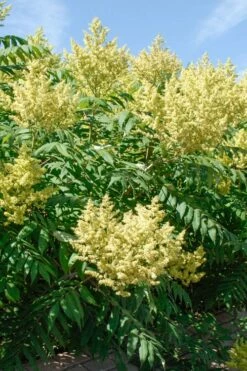 Smooth Sumac (Rhus Glabra) - 3 Gallon Pot