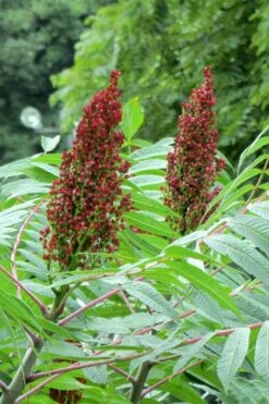 Smooth Sumac (Rhus Glabra) - 1 Gallon Pot -Wilson Bros Gardens Shop rhus glabra smooth sumac 2 1