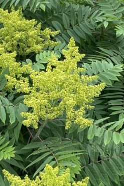 Smooth Sumac (Rhus Glabra) - 1 Gallon Pot -Wilson Bros Gardens Shop rhus glabra smooth sumac 4 1