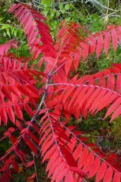 Smooth Sumac (Rhus Glabra) - 1 Gallon Pot -Wilson Bros Gardens Shop rhus glabra smooth sumac 8 1
