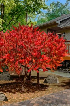 Staghorn Sumac (Rhus Typhina) - 3 Gallon Pot -Wilson Bros Gardens Shop rhus typhina staghorn sumac 10 1