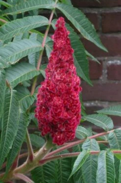 Staghorn Sumac (Rhus Typhina) - 3 Gallon Pot -Wilson Bros Gardens Shop rhus typhina staghorn sumac 2 1