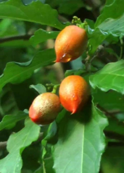 Peanut Butter Fruit (Bunchosia Argentea) -Wilson Bros Gardens Shop ripe peanut butter fruit 2