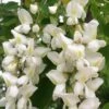 Black Locust Tree - 3 Gallon Pot