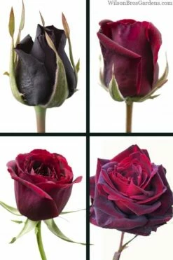 Crimson Knight Brindabella Rose - 2 Gallon Pot -Wilson Bros Gardens Shop rosa crimson knight brindabella rose 3