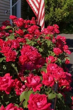 Red Double Knock Out Rose - 5 Gallon Pot 11 Red Double Knock Out Rose - 5 Gallon Pot -Wilson Bros Gardens Shop rosa double red knock out rose 103
