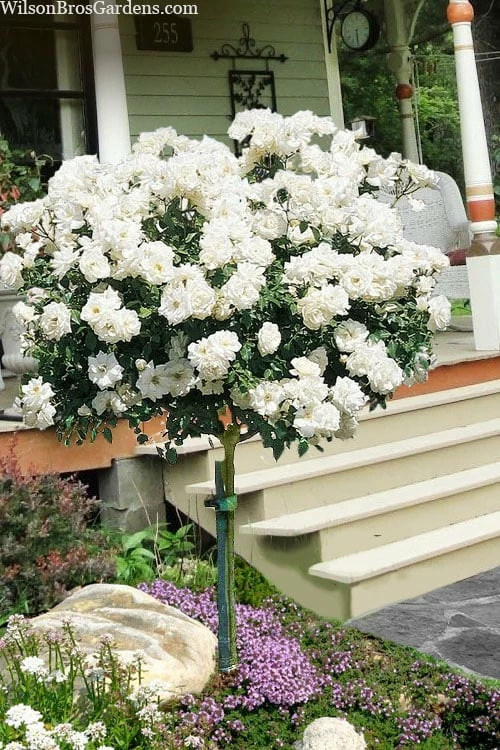 Iceberg Tree Rose - 7 Gallon Pot 1 Iceberg Tree Rose - 7 Gallon Pot
