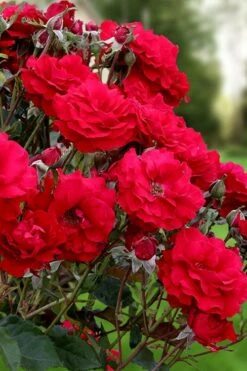 Oh My! Floribunda Tree Rose - 7 Gallon Pot 7 Oh My! Floribunda Tree Rose - 7 Gallon Pot -Wilson Bros Gardens Shop rosa oh my floribunda rose 2