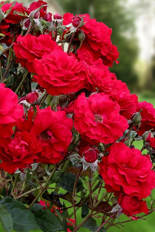 Oh My! Floribunda Tree Rose - 7 Gallon Pot 4 Oh My! Floribunda Tree Rose - 7 Gallon Pot - Image 4