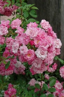 Peggy Martin Climbing Rose - 7 Gallon Pot -Wilson Bros Gardens Shop rosa peggy martin climbing rose 1 1