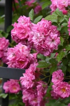 Peggy Martin Climbing Rose - 7 Gallon Pot -Wilson Bros Gardens Shop rosa peggy martin climbing rose 10 1