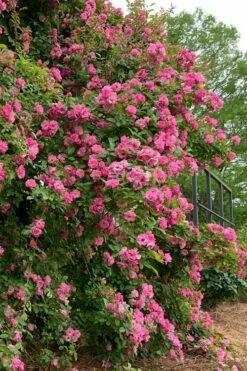 Peggy Martin Climbing Rose - 7 Gallon Pot -Wilson Bros Gardens Shop rosa peggy martin climbing rose 2 1