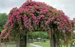 Peggy Martin Climbing Rose - 3 Gallon Pot -Wilson Bros Gardens Shop rosa peggy martin climbing rose 7