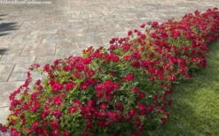 Red Drift Groundcover Rose - 1 Gallon Pot -Wilson Bros Gardens Shop rosa red drift dwarf rose 100
