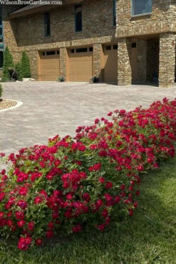 Red Drift Groundcover Rose - 1 Gallon Pot -Wilson Bros Gardens Shop rosa red drift dwarf rose 101