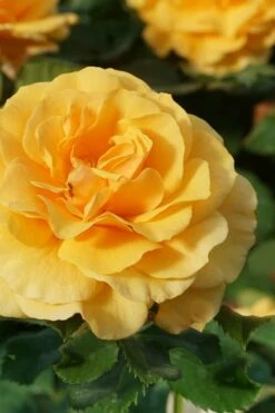 Rise Up Amberness Rose - 2 Gallon Pot -Wilson Bros Gardens Shop rosa rise up amberness rose 3