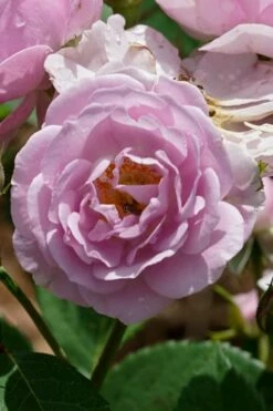 Rise Up 'Lilac Days' Rose - 2 Gallon Pot -Wilson Bros Gardens Shop rosa rise up lilac days rose 2