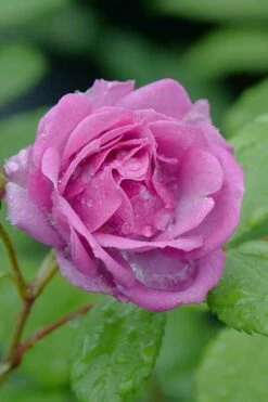 Rise Up 'Lilac Days' Rose - 2 Gallon Pot -Wilson Bros Gardens Shop rosa rise up lilac days rose 4