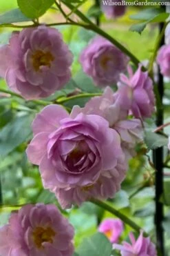 Rise Up 'Lilac Days' Rose - 2 Gallon Pot -Wilson Bros Gardens Shop rosa rise up lilac days rose 5