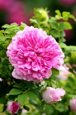 Chinquapin Chestnut Rose (Rosa Roxburghii) - 3 Gallon Pot -Wilson Bros Gardens Shop rosa roxburghii chiquapin chestnut rose 13