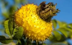 Chinquapin Chestnut Rose (Rosa Roxburghii) - 3 Gallon Pot -Wilson Bros Gardens Shop rosa roxburghii chiquapin chestnut rose 16