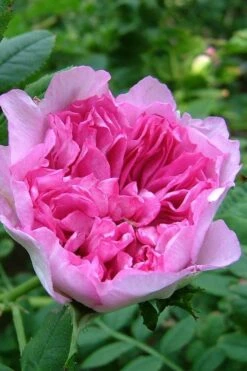 Chinquapin Chestnut Rose (Rosa Roxburghii) - 3 Gallon Pot -Wilson Bros Gardens Shop rosa roxburghii chiquapin chestnut rose 17