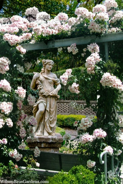 Sally Holmes Climbing Rose - 5 Gallon Pot 1 Sally Holmes Climbing Rose - 5 Gallon Pot