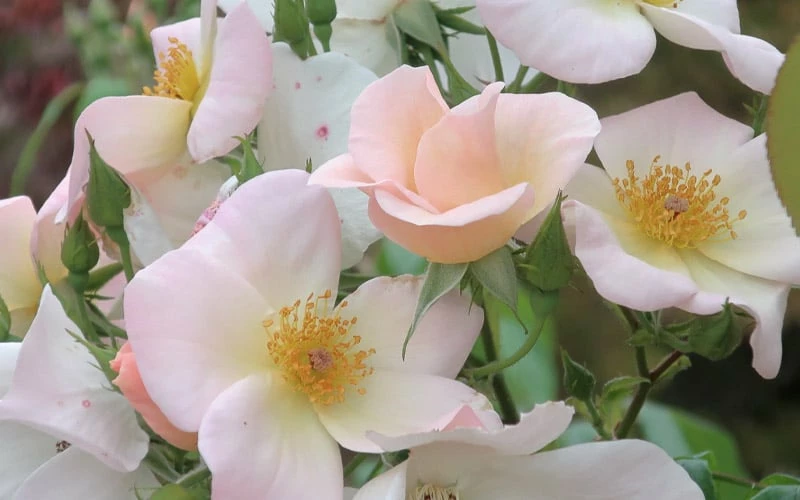 Sally Holmes Climbing Rose - 5 Gallon Pot 6 Sally Holmes Climbing Rose - 5 Gallon Pot - Image 6