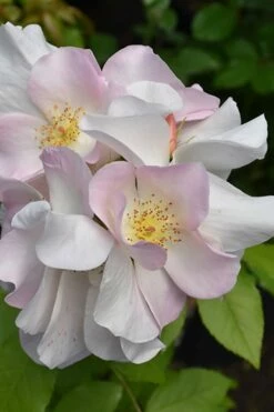 Sally Holmes Climbing Rose - 5 Gallon Pot 10 Sally Holmes Climbing Rose - 5 Gallon Pot -Wilson Bros Gardens Shop rosa sally holmes climbing rose 9