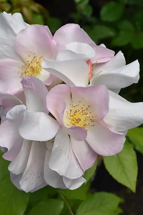 Sally Holmes Climbing Rose - 5 Gallon Pot 5 Sally Holmes Climbing Rose - 5 Gallon Pot - Image 5