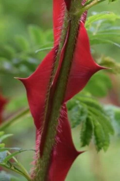 Winged Blood Thorn Rose (Rosa Sericea Var. Pteracantha) - 5 Gallon Pot -Wilson Bros Gardens Shop rosa sericea var pteracantha winged blood thorn rose 1