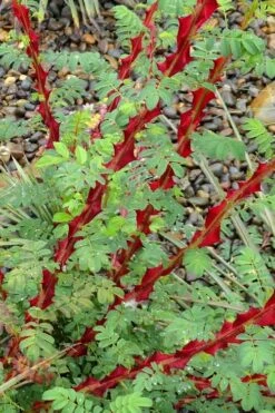 Winged Blood Thorn Rose (Rosa Sericea Var. Pteracantha) - 5 Gallon Pot -Wilson Bros Gardens Shop rosa sericea var pteracantha winged blood thorn rose 3