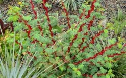 Winged Blood Thorn Rose (Rosa Sericea Var. Pteracantha) - 5 Gallon Pot -Wilson Bros Gardens Shop rosa sericea var pteracantha winged blood thorn rose 5
