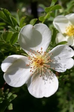 Winged Blood Thorn Rose (Rosa Sericea Var. Pteracantha) - 5 Gallon Pot -Wilson Bros Gardens Shop rosa sericea var pteracantha winged blood thorn rose 7