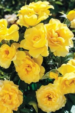Sparkle & Shine Yellow Tree Rose - 7 Gallon Pot -Wilson Bros Gardens Shop rosa sparkle and shine tree rose 1