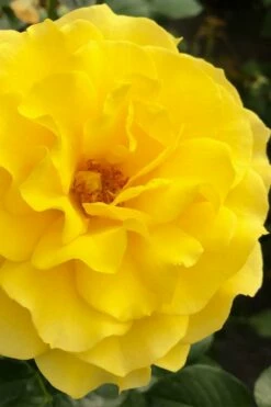 Sparkle & Shine Yellow Tree Rose - 7 Gallon Pot -Wilson Bros Gardens Shop rosa sparkle and shine tree rose 4