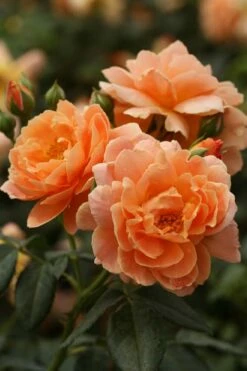 At Last Rose - 2 Gallon Pot