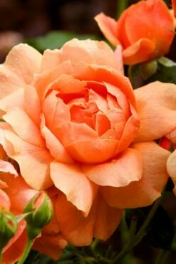 At Last Rose - 2 Gallon Pot -Wilson Bros Gardens Shop rose at last 3