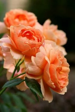 At Last Rose - 2 Gallon Pot -Wilson Bros Gardens Shop rose at last 4