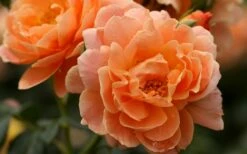 At Last Rose - 2 Gallon Pot -Wilson Bros Gardens Shop rose at last 5