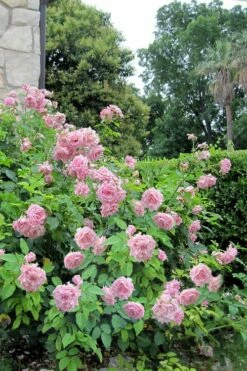 Belinda's Dream Shrub Rose - 3 Gallon Pot -Wilson Bros Gardens Shop rose belindas dream 10