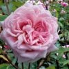 Belinda's Dream Shrub Rose - 3 Gallon Pot