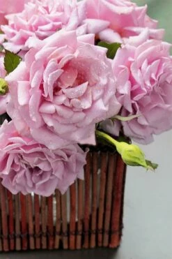 Belinda's Dream Shrub Rose - 3 Gallon Pot -Wilson Bros Gardens Shop rose belindas dream 13