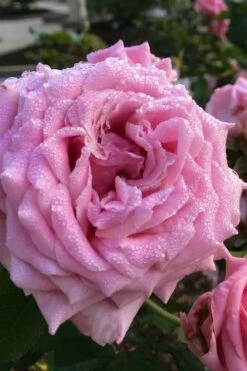 Belinda's Dream Shrub Rose - 3 Gallon Pot -Wilson Bros Gardens Shop rose belindas dream 4