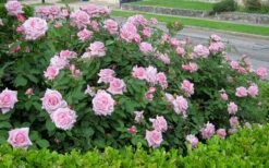 Belinda's Dream Shrub Rose - 3 Gallon Pot -Wilson Bros Gardens Shop rose belindas dream 7