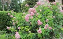 Belinda's Dream Shrub Rose - 3 Gallon Pot -Wilson Bros Gardens Shop rose belindas dream 8