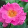 Brindabella First Lady Shrub Rose - 1 Gallon Pot
