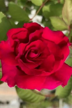 Brindabella Red Empress Shrub Rose - 3 Gallon Pot 8 Brindabella Red Empress Shrub Rose - 3 Gallon Pot -Wilson Bros Gardens Shop rose brindabella red empress 11