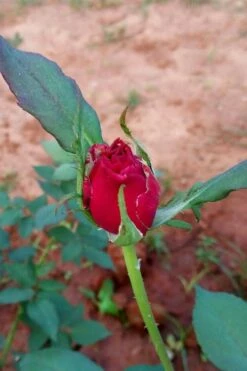 Brindabella Red Empress Shrub Rose - 3 Gallon Pot 9 Brindabella Red Empress Shrub Rose - 3 Gallon Pot -Wilson Bros Gardens Shop rose brindabella red empress 12